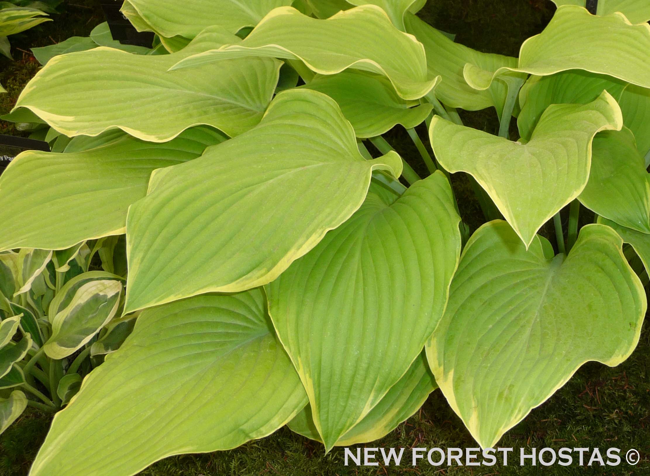 Hosta 'Lakeside Cha Cha' - New Forest Hostas & Hemerocallis