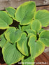 Hosta 'Lakeside Cha Cha' - New Forest Hostas & Hemerocallis