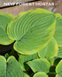 Hosta 'Lakeside Cha Cha' - New Forest Hostas & Hemerocallis