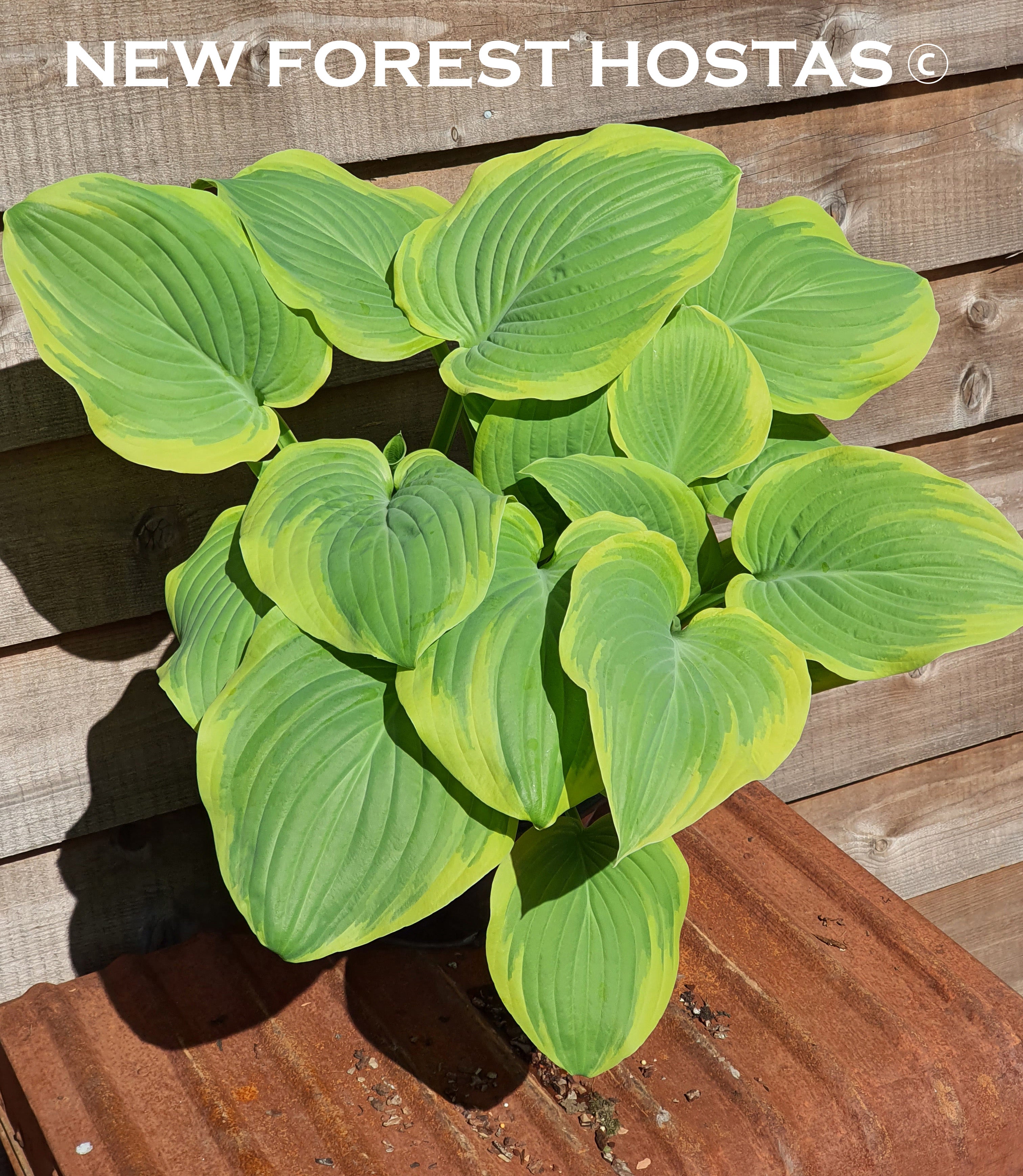 Hosta 'Lakeside Cha Cha' - New Forest Hostas & Hemerocallis