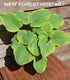 Hosta 'Lakeside Cha Cha' - New Forest Hostas & Hemerocallis