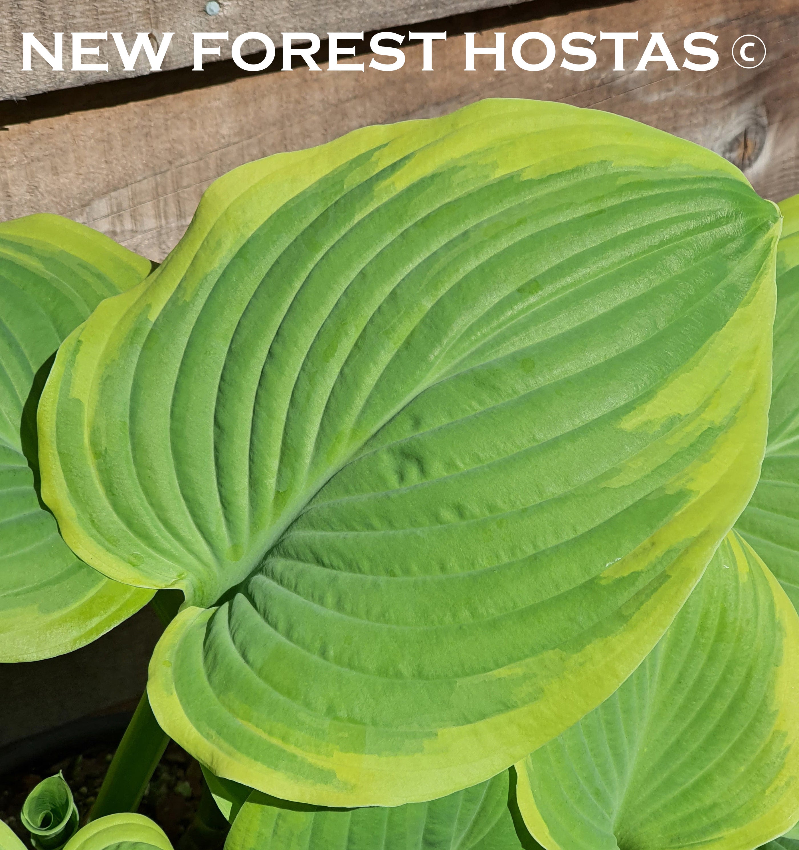 Hosta 'Lakeside Cha Cha' - New Forest Hostas & Hemerocallis