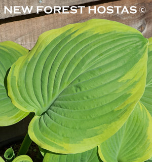 Hosta 'Lakeside Cha Cha' - New Forest Hostas & Hemerocallis