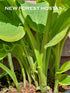 Hosta 'Lakeside Cha Cha' - New Forest Hostas & Hemerocallis