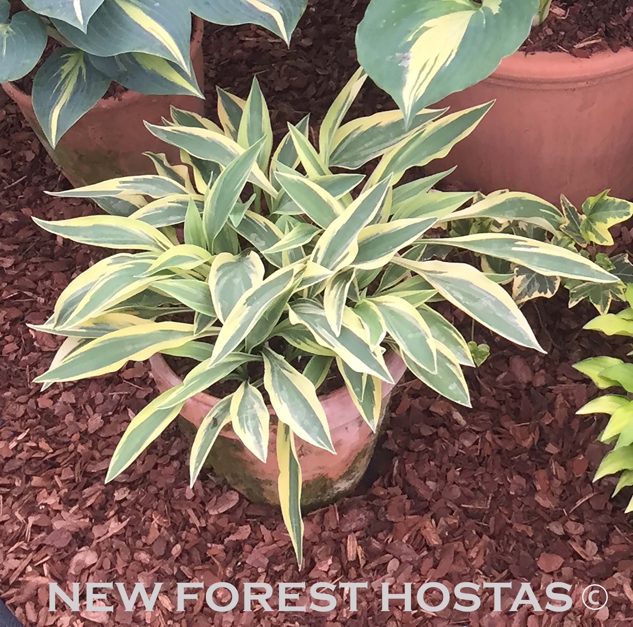 Hosta 'Lakeside Dragonfly' - New Forest Hostas & Hemerocallis