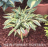 Hosta 'Lakeside Dragonfly' - New Forest Hostas & Hemerocallis