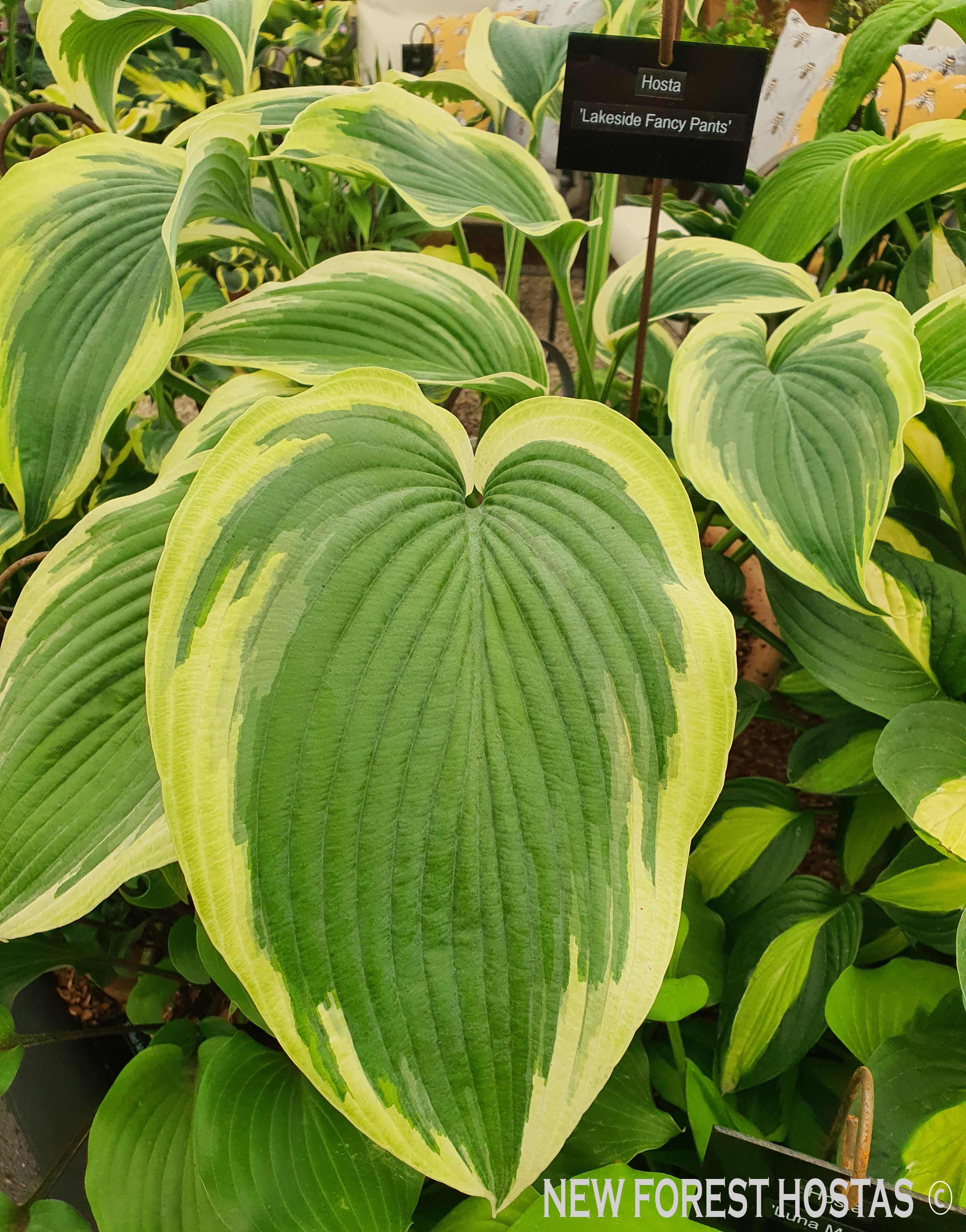Hosta 'Lakeside Fancy Pants' - New Forest Hostas & Hemerocallis