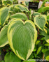 Hosta 'Lakeside Fancy Pants' - New Forest Hostas & Hemerocallis