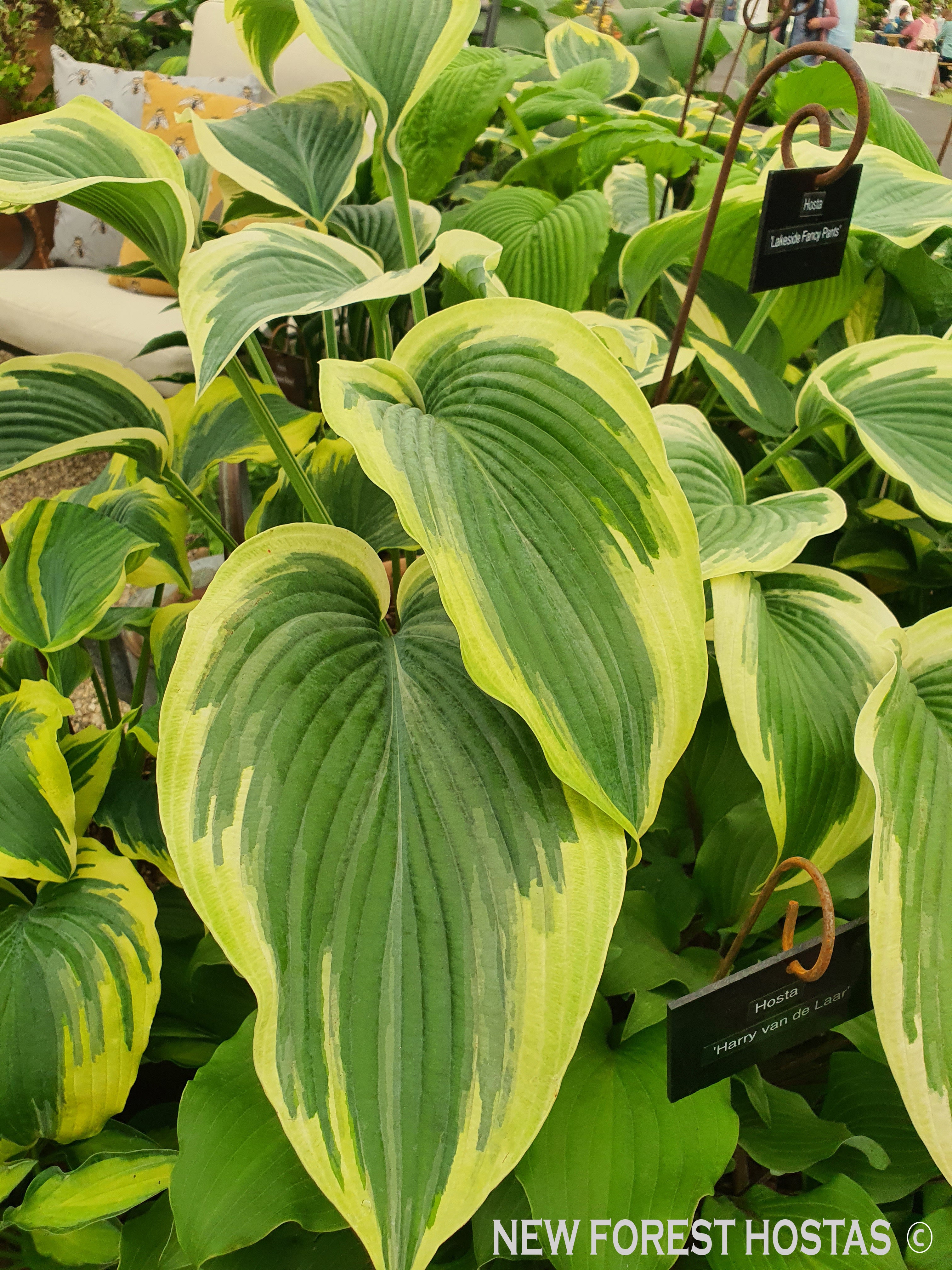 Hosta 'Lakeside Fancy Pants' - New Forest Hostas & Hemerocallis