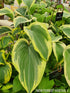 Hosta 'Lakeside Fancy Pants' - New Forest Hostas & Hemerocallis