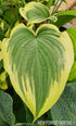 Hosta 'Lakeside Fancy Pants' - New Forest Hostas & Hemerocallis