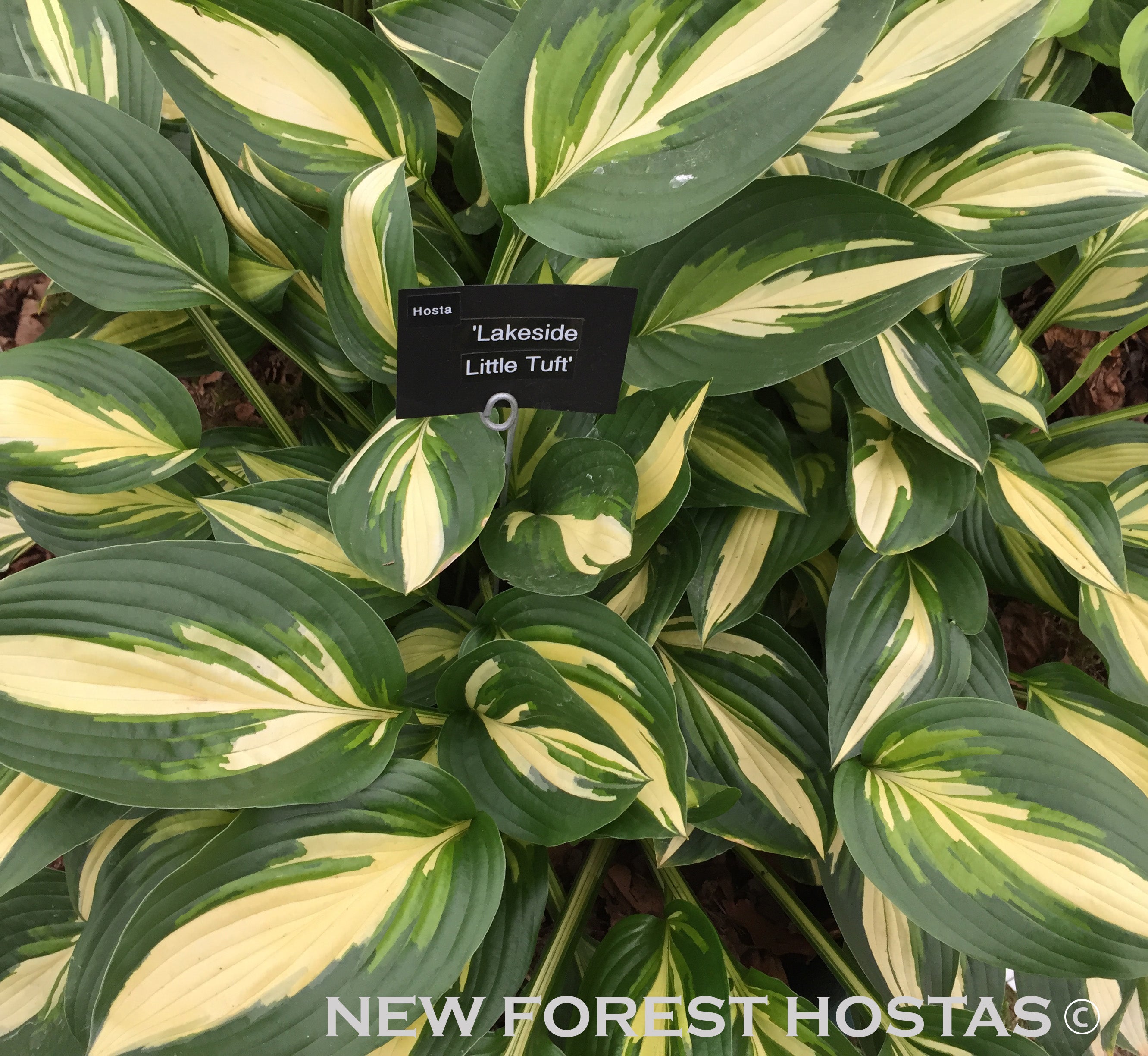 Hosta 'Lakeside Little Tuft' - New Forest Hostas & Hemerocallis