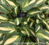 Hosta 'Lakeside Little Tuft' - New Forest Hostas & Hemerocallis
