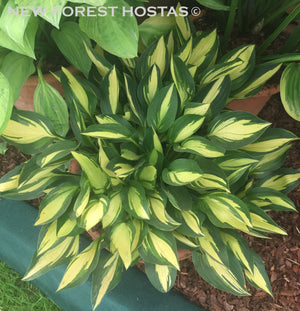 Hosta 'Lakeside Little Tuft' - New Forest Hostas & Hemerocallis