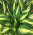 Hosta 'Lakeside Little Tuft' - New Forest Hostas & Hemerocallis