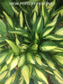 Hosta 'Lakeside Little Tuft' - New Forest Hostas & Hemerocallis