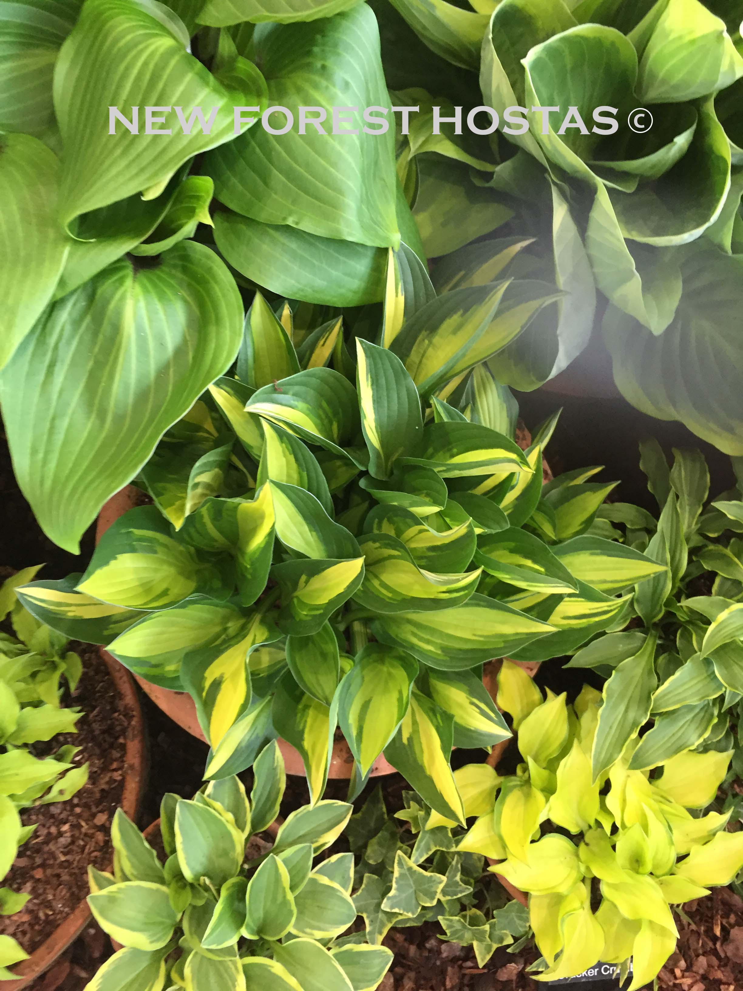 Hosta 'Lakeside Little Tuft' - New Forest Hostas & Hemerocallis
