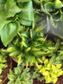 Hosta 'Lakeside Little Tuft' - New Forest Hostas & Hemerocallis