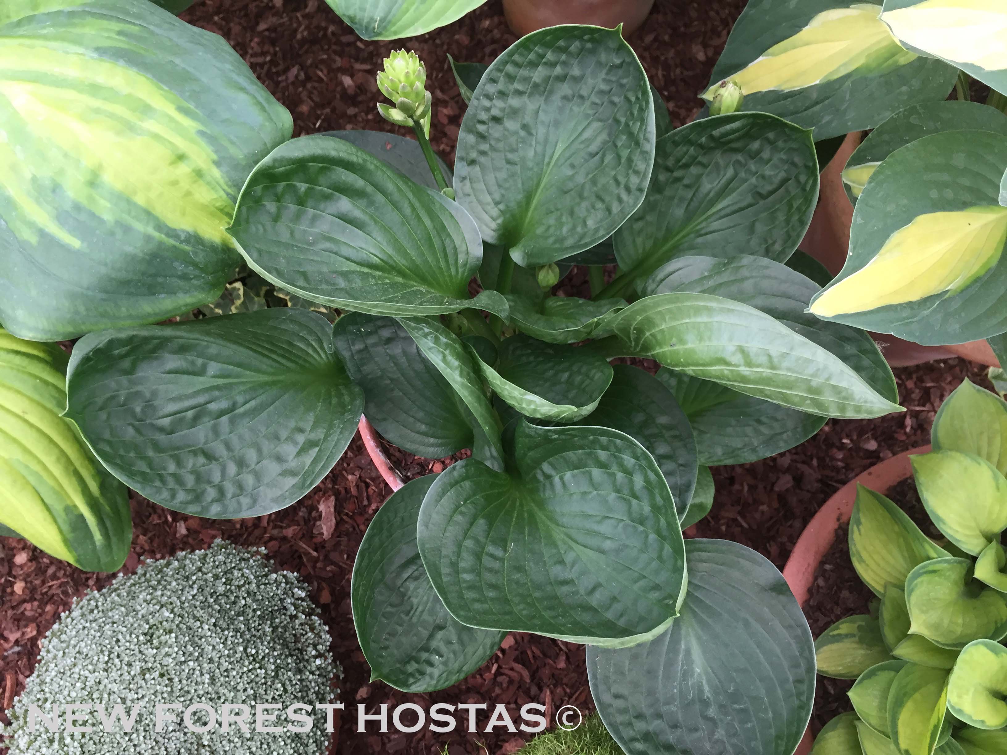 Hosta 'Lakeside Lollipop' - New Forest Hostas & Hemerocallis