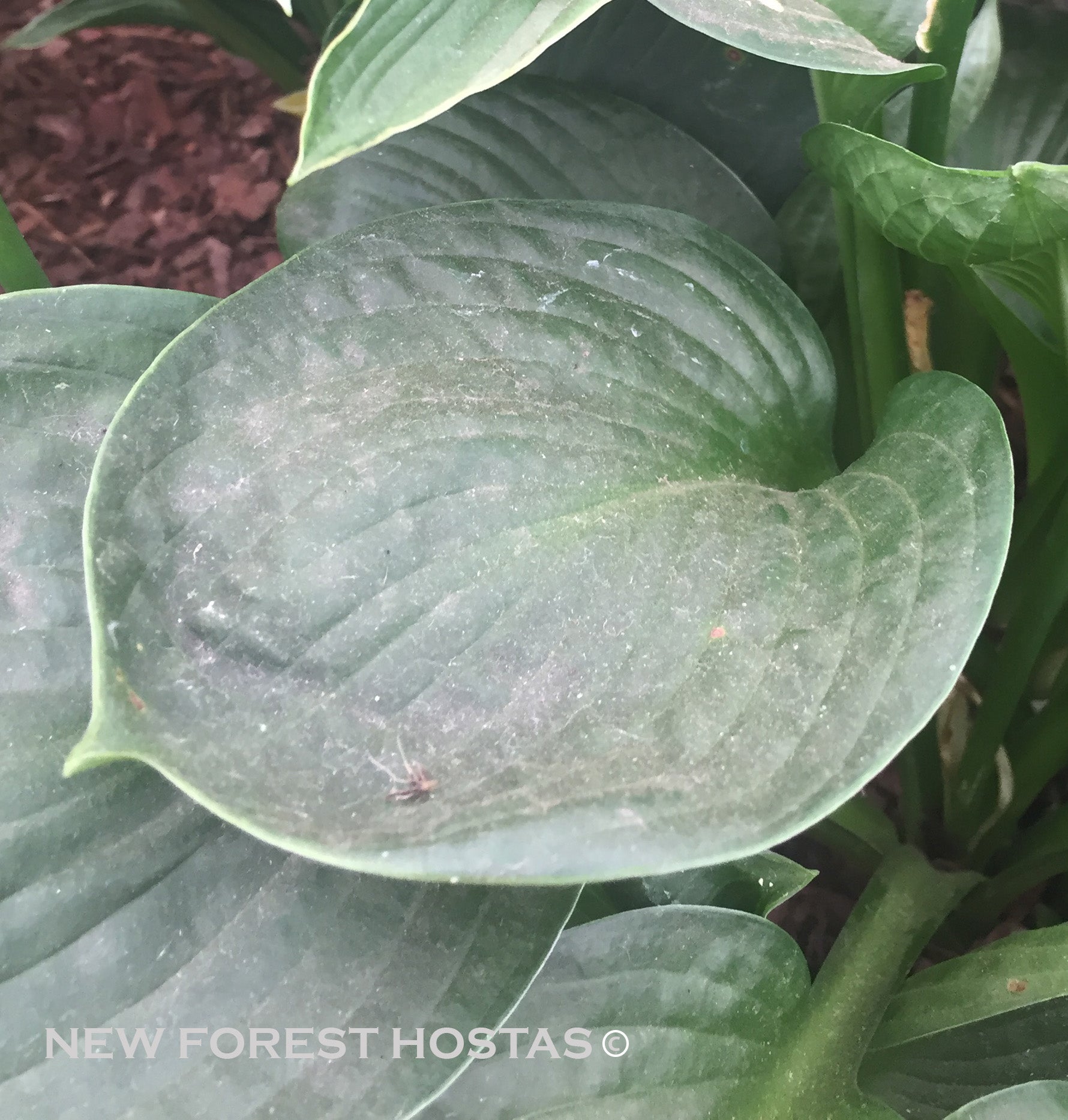 Hosta 'Lakeside Lollipop' - New Forest Hostas & Hemerocallis