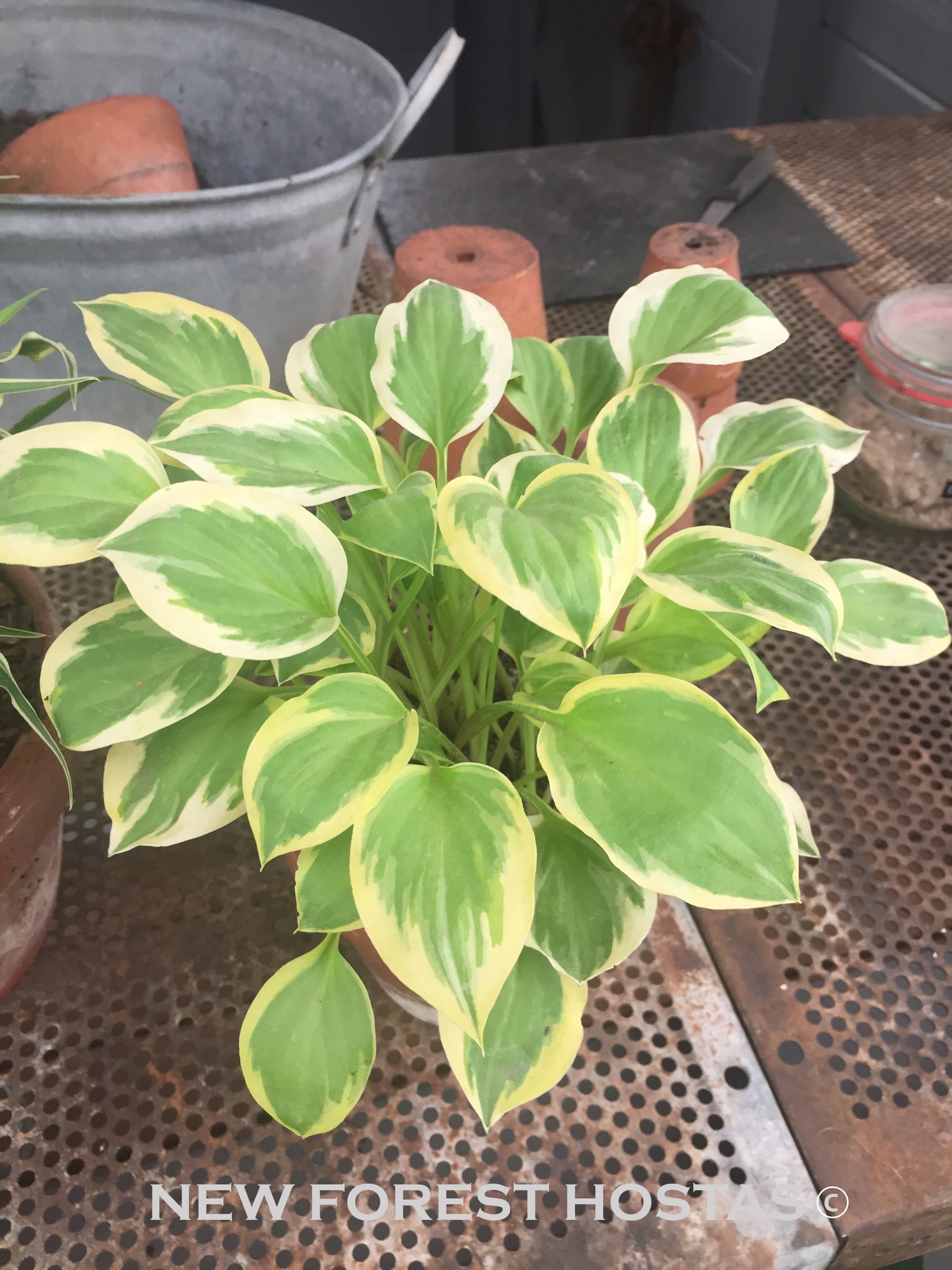 Hosta 'Lakeside Ninita' - New Forest Hostas & Hemerocallis