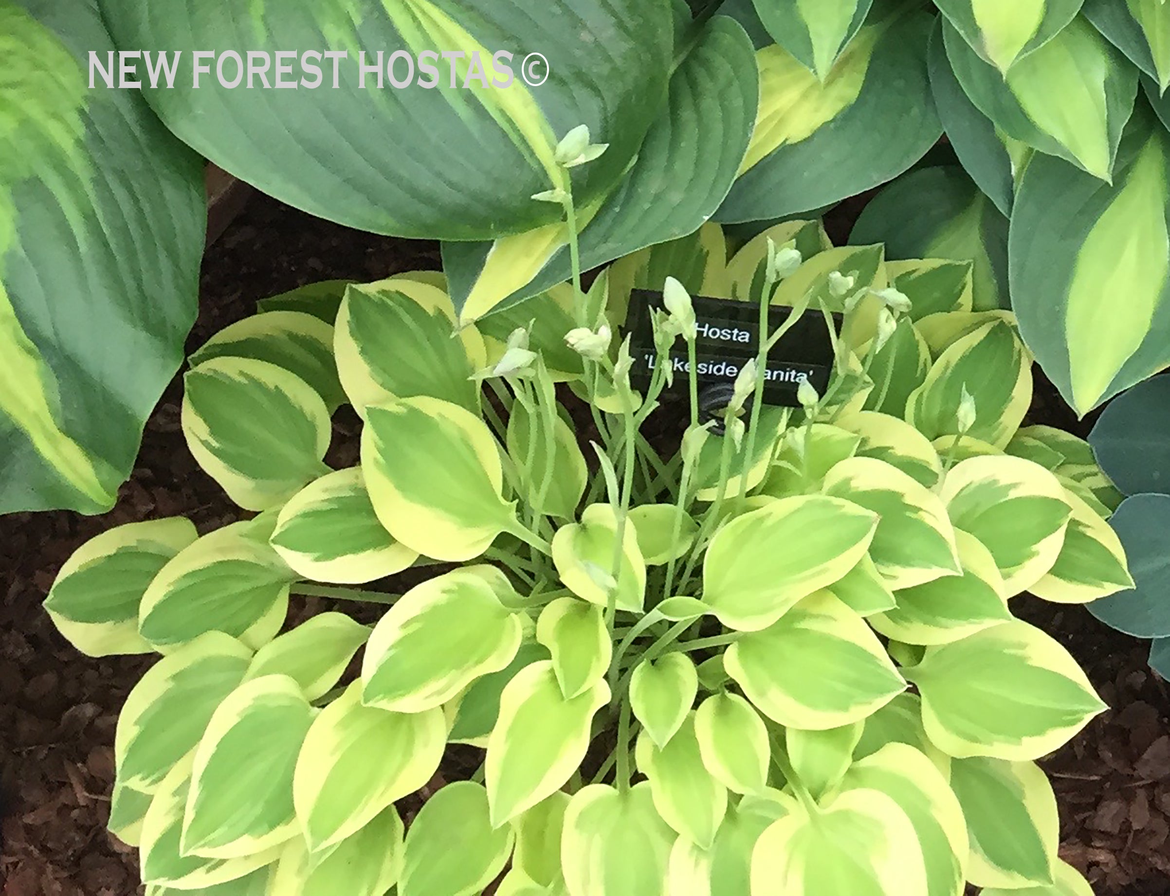 Hosta 'Lakeside Ninita' - New Forest Hostas & Hemerocallis
