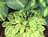 Hosta 'Lakeside Ninita' - New Forest Hostas & Hemerocallis