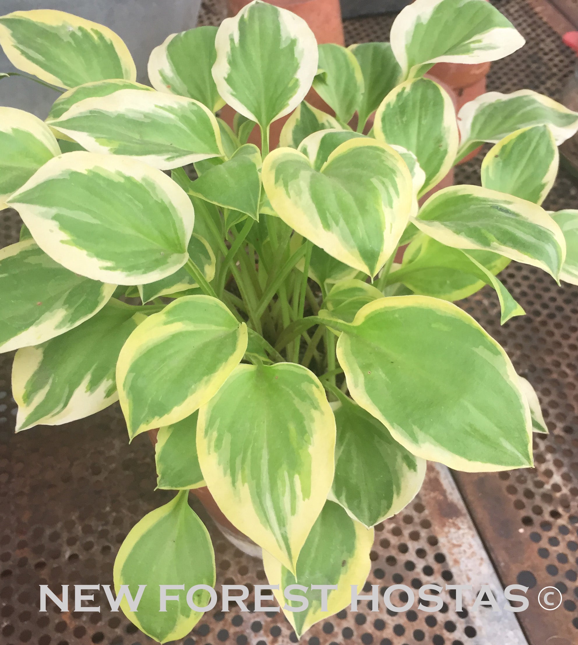 Hosta 'Lakeside Ninita' - New Forest Hostas & Hemerocallis