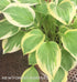 Hosta 'Lakeside Ninita' - New Forest Hostas & Hemerocallis