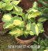 Hosta 'Lakeside Paisley Print' - New Forest Hostas & Hemerocallis