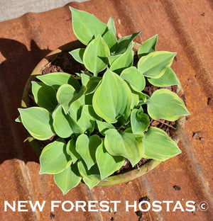 Hosta 'Lakeside Scamp' - New Forest Hostas & Hemerocallis
