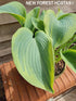 Hosta 'Lakeside Fancy Pants' - New Forest Hostas & Hemerocallis