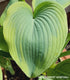 Hosta 'Lakeside Fancy Pants' - New Forest Hostas & Hemerocallis