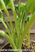 Hosta 'Lakeside Fancy Pants' - New Forest Hostas & Hemerocallis