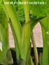 Hosta 'Lakeside Prophecy Fulfilled' - New Forest Hostas & Hemerocallis