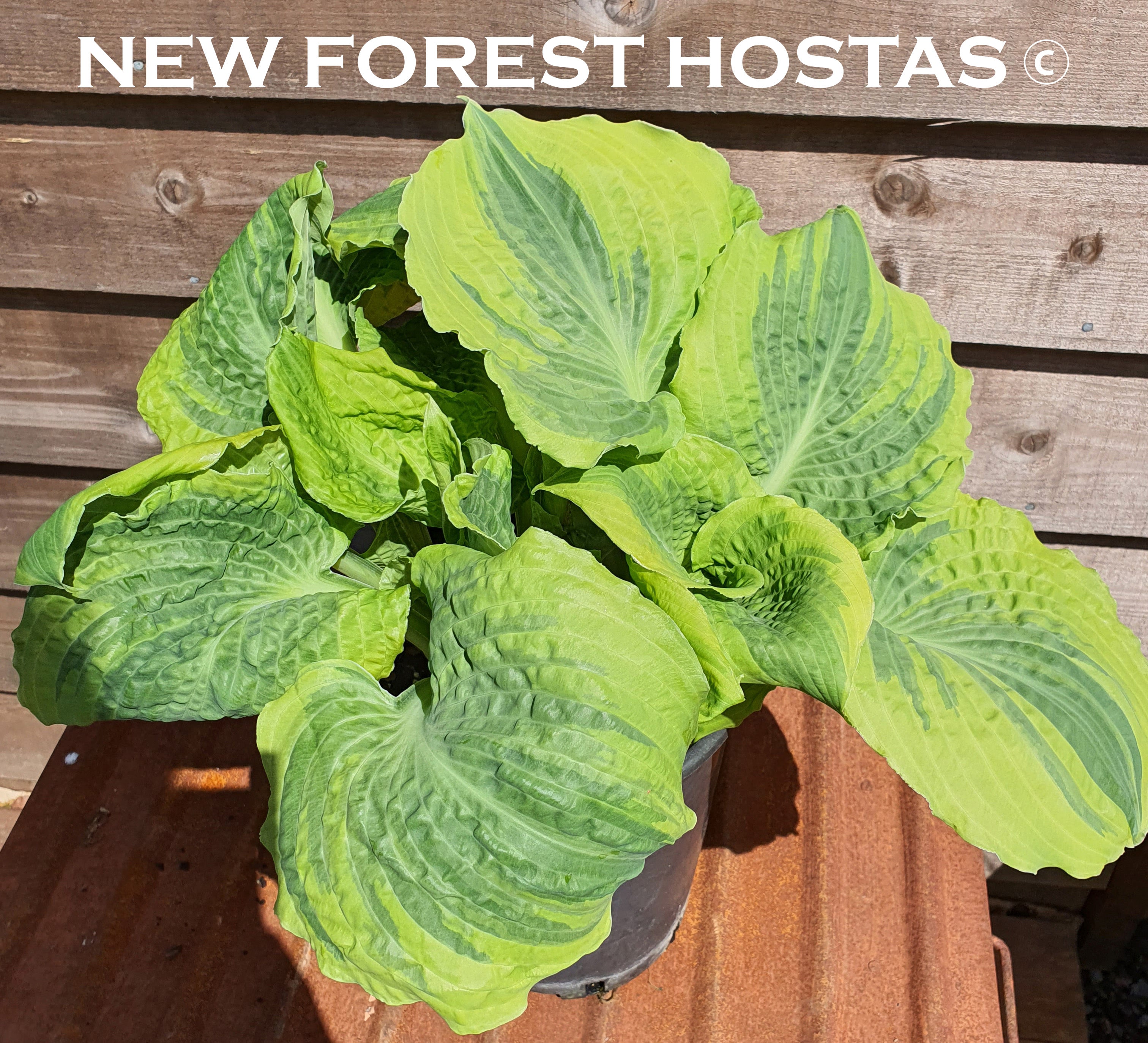 Hosta 'Lakeside Prophecy Fulfilled' - New Forest Hostas & Hemerocallis