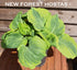 Hosta 'Lakeside Prophecy Fulfilled' - New Forest Hostas & Hemerocallis