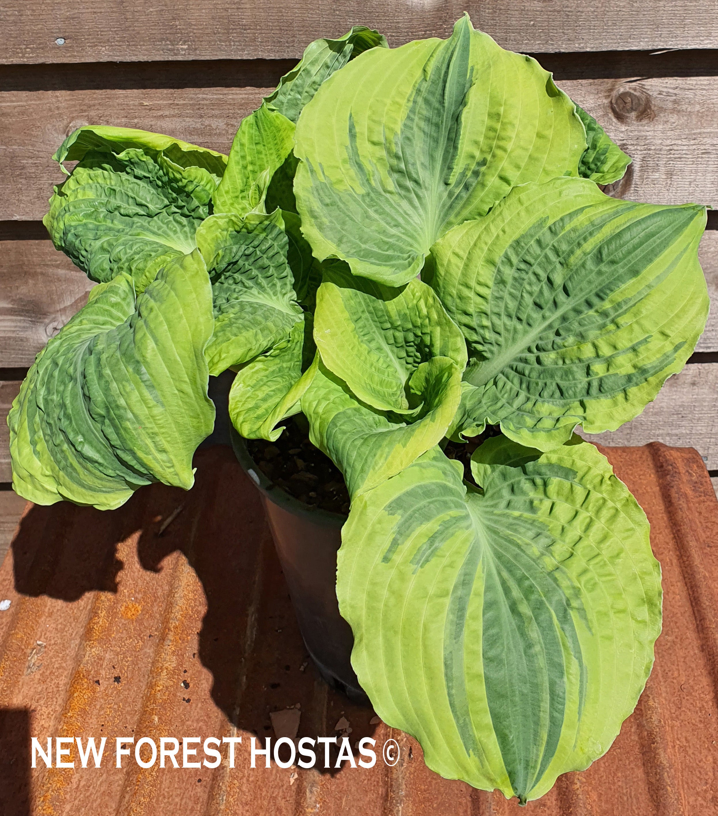 Hosta 'Lakeside Prophecy Fulfilled' - New Forest Hostas & Hemerocallis