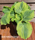 Hosta 'Lakeside Prophecy Fulfilled' - New Forest Hostas & Hemerocallis