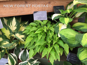 Hosta 'Lemon Delight' - New Forest Hostas & Hemerocallis