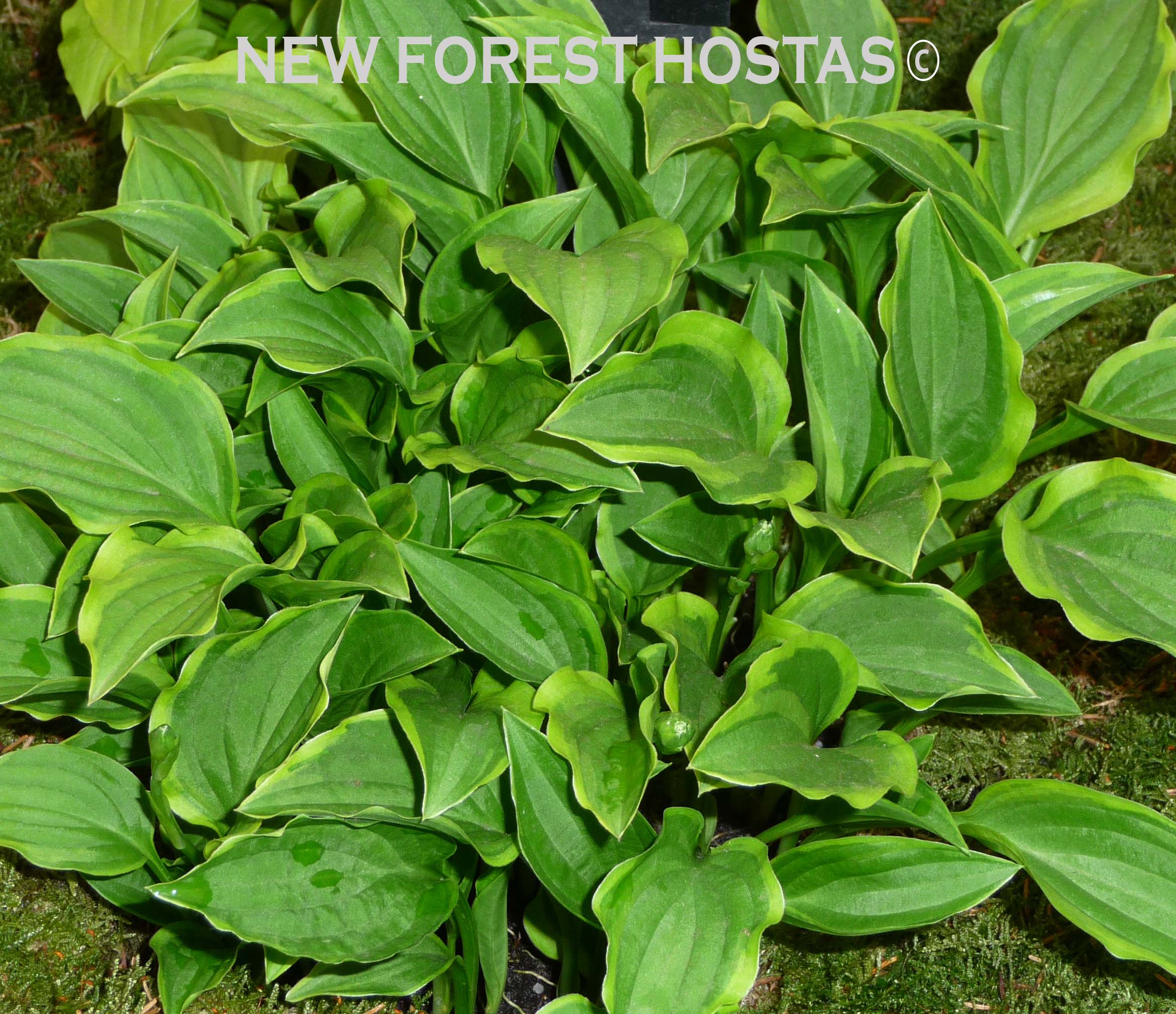 Hosta 'Lemon Delight' - New Forest Hostas & Hemerocallis