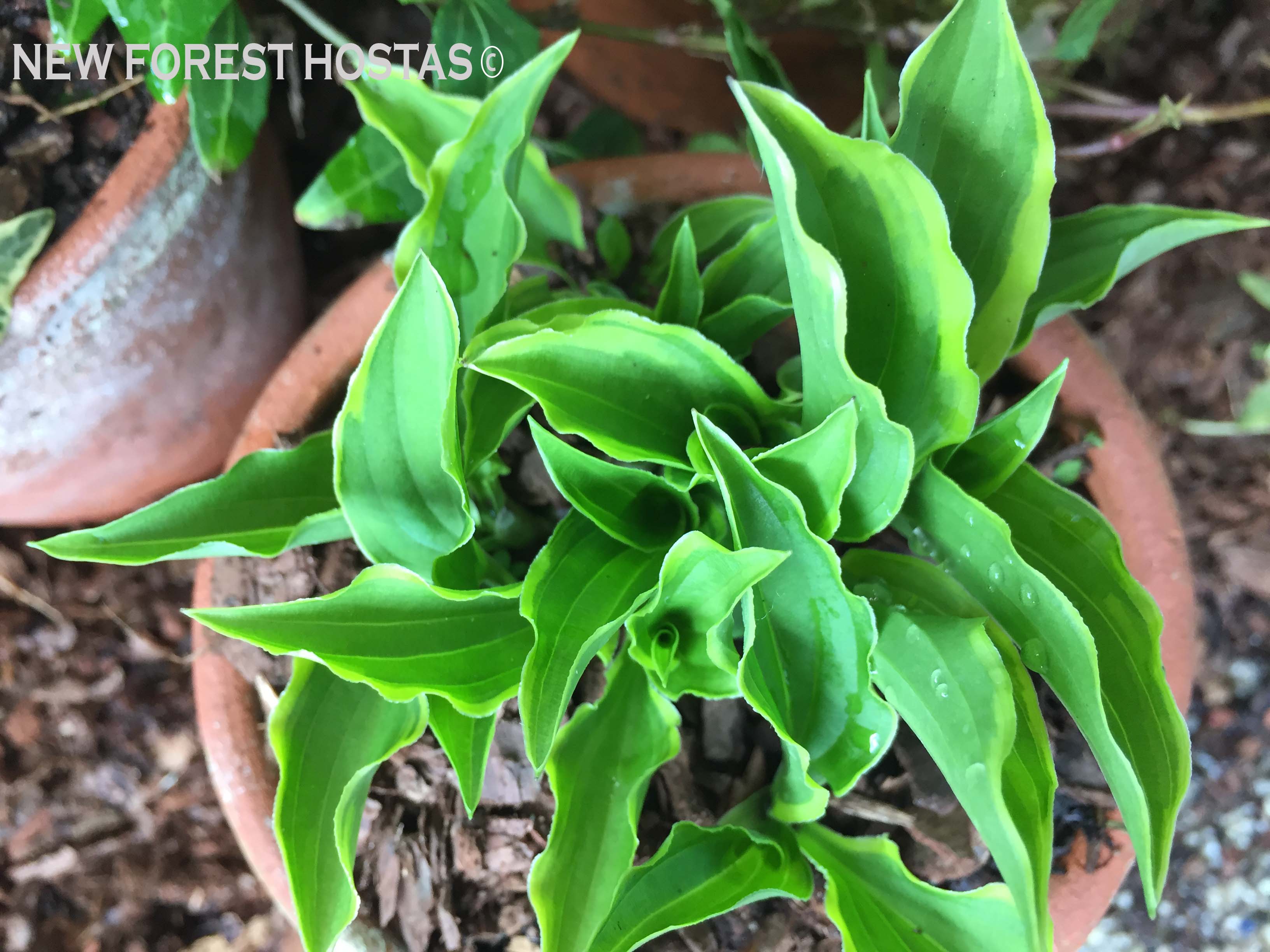 Hosta 'Lemon Delight' - New Forest Hostas & Hemerocallis