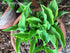 Hosta 'Lemon Delight' - New Forest Hostas & Hemerocallis