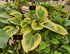 Hosta 'Liberty' - Large Specimen - New Forest Hostas & Hemerocallis