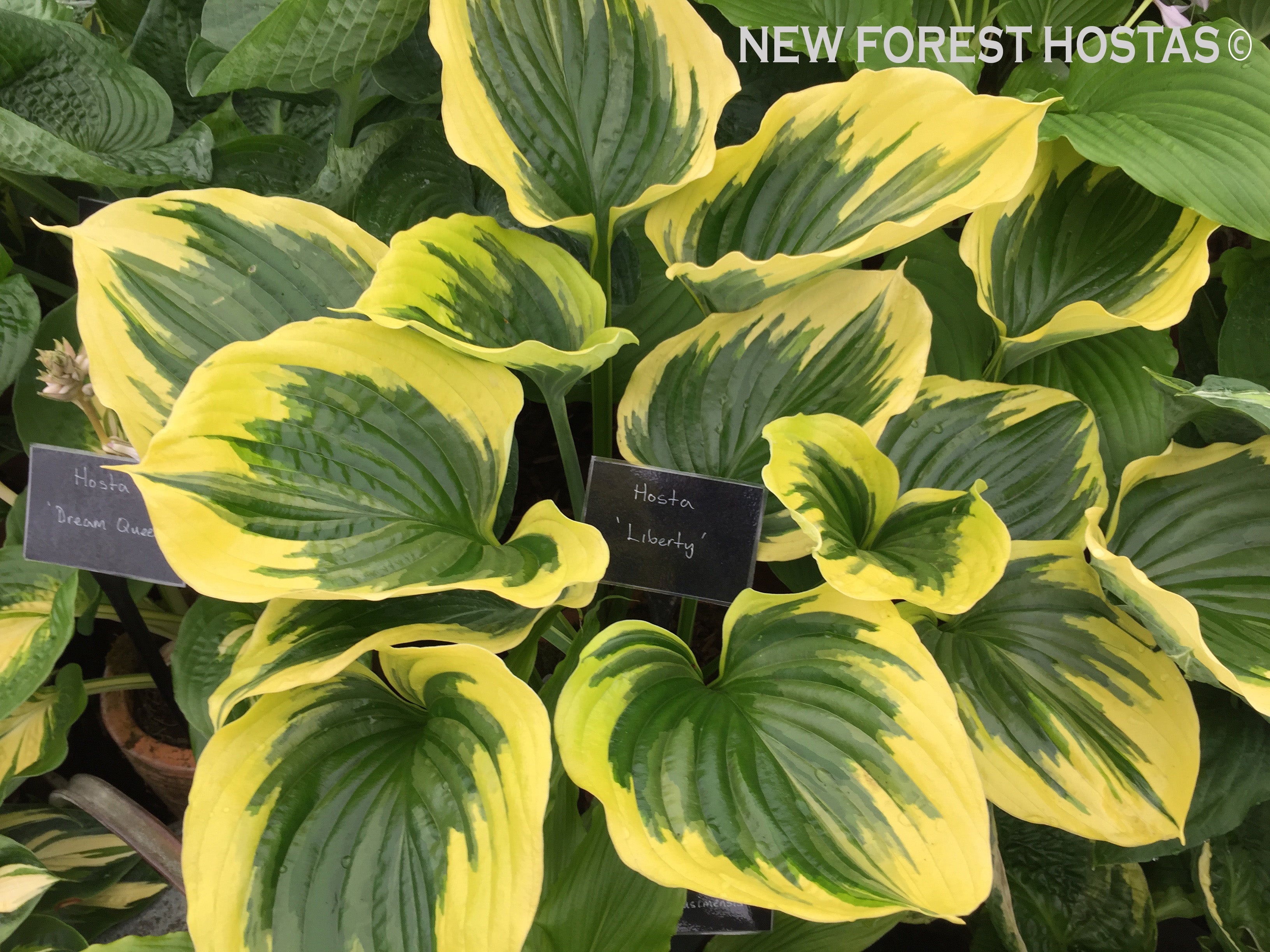 Hosta 'Liberty' - Large Specimen - New Forest Hostas & Hemerocallis