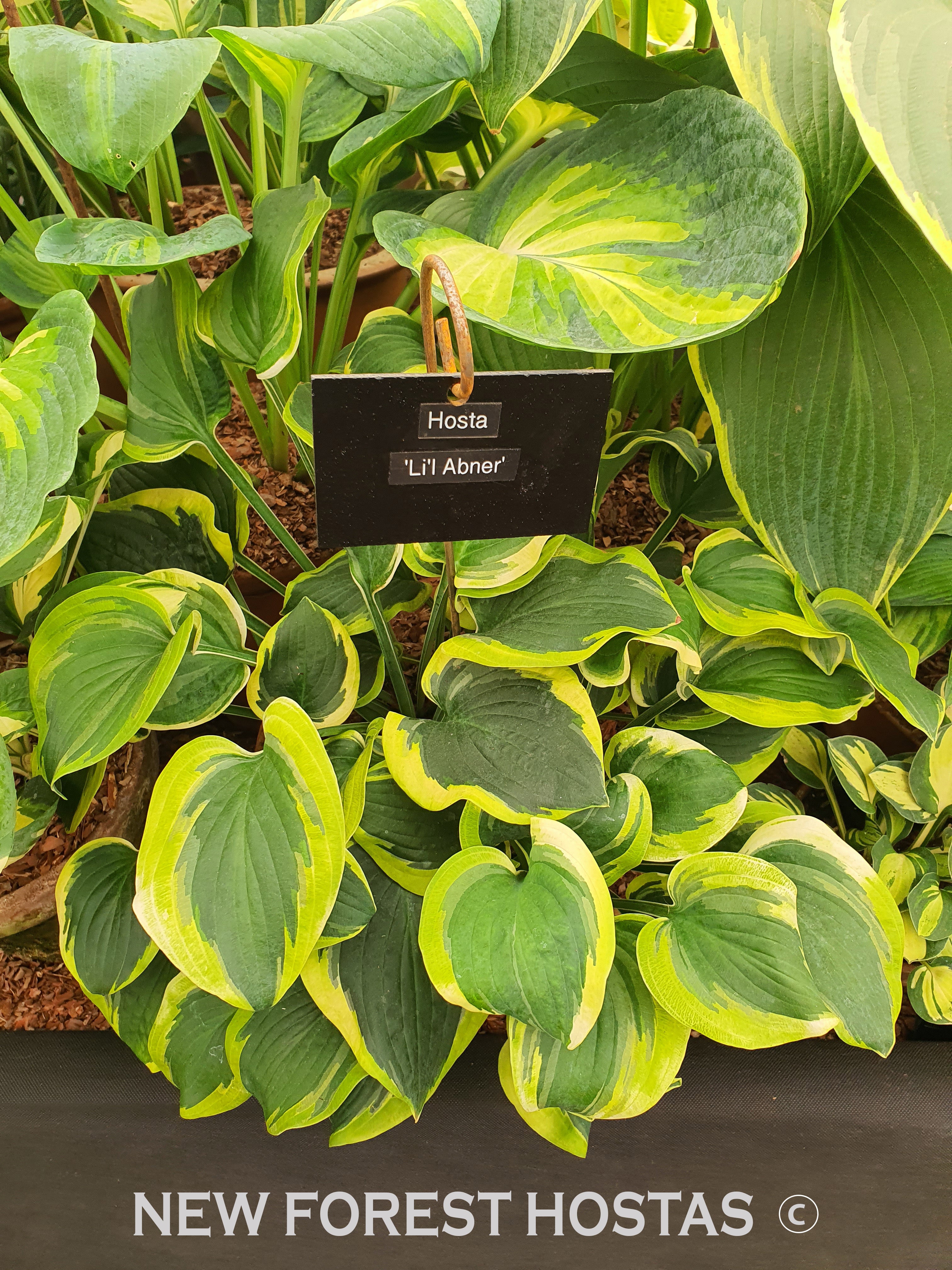 Hosta 'Li'l Abner' - New Forest Hostas & Hemerocallis