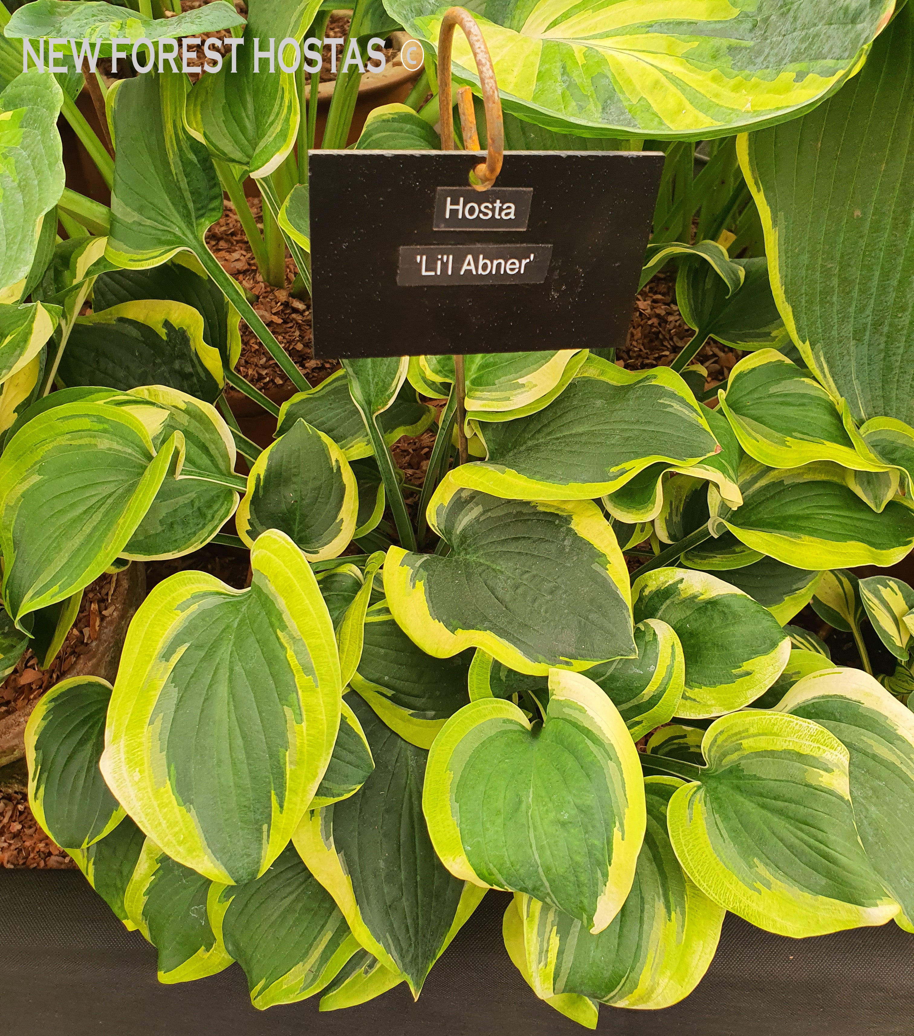 Hosta 'Li'l Abner' - New Forest Hostas & Hemerocallis