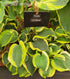 Hosta 'Li'l Abner' - New Forest Hostas & Hemerocallis
