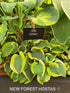 Hosta 'Li'l Abner' - New Forest Hostas & Hemerocallis