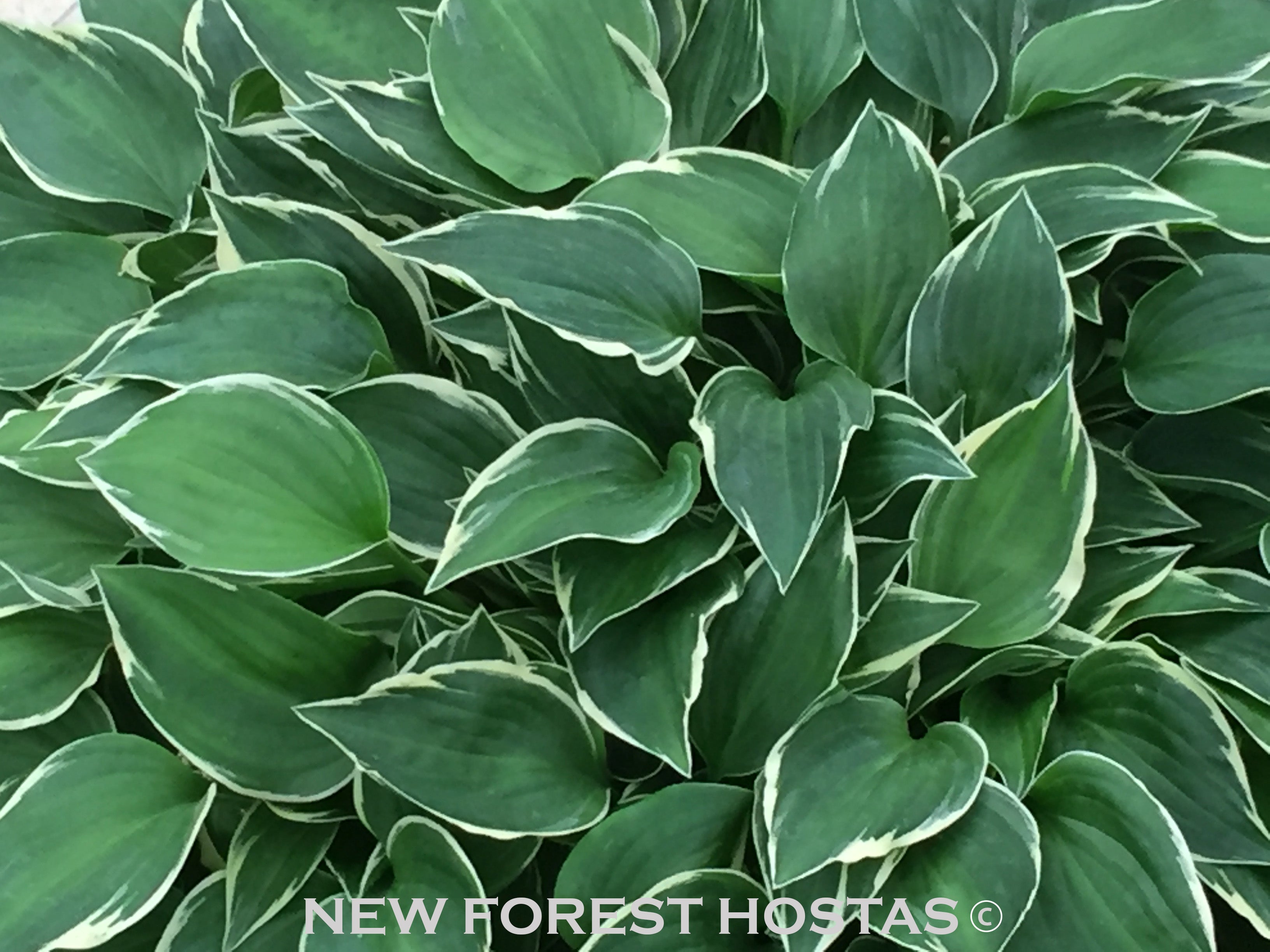 Hosta 'Lime Fizz' - New Forest Hostas & Hemerocallis